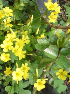 �I�L�U���X�ƃX�g���x���[�A�C�X�̐V��