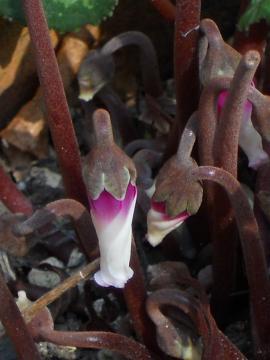 �K�[�f���V�N������