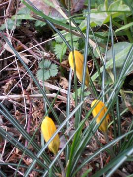 �N���b�J�X���Q