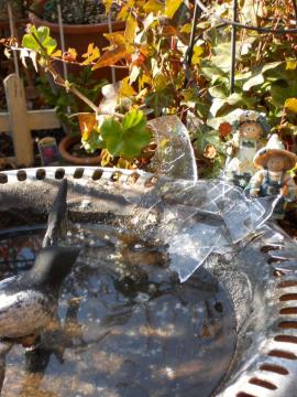 ���X�ɒ������o�[�h�o�X