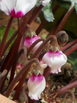 �K�[�f���V�N������