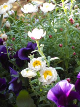 ���ςƃr�I��