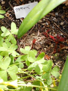 �A�X�`���x