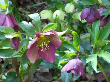 �N���X�}�X���[�Y