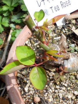 ���f�B�q�����h���̐V��