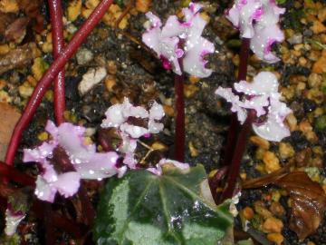 �J�̒��̃K�[�f���V�N������