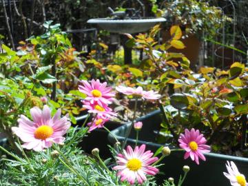 �}�[�K���b�g