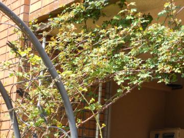 �X�e���O���C