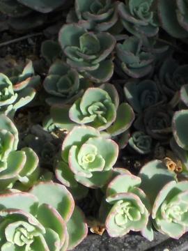 30�N�ȏ��ĂĂ���x���P�C�\�E�Ȃ̃~�Z�o��