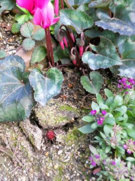 �J�T�u�����J�̉�@�����n�\����E�E�E