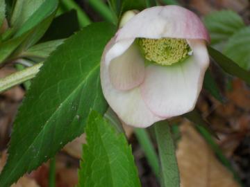 �N���X�}�X���[�Y