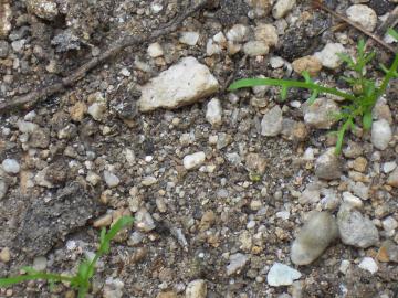 �J���~�[���̉�