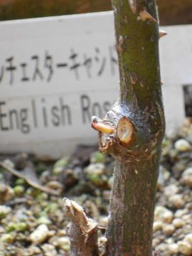 �E�B���`�F�X�^�[�L���V�h����