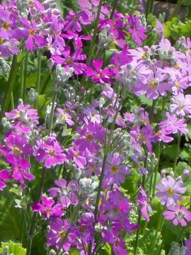 �T�N���\�E