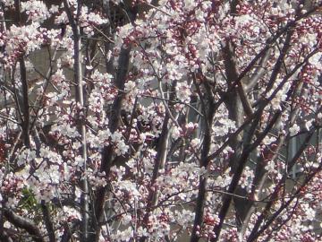 ���̉Ԗ��J�I