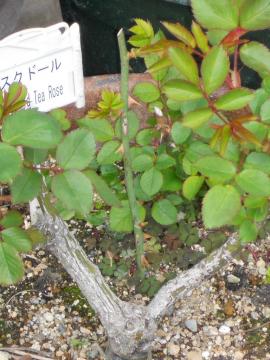 �J�X�N�h�[��