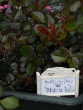 �I�[�h���[U+2665