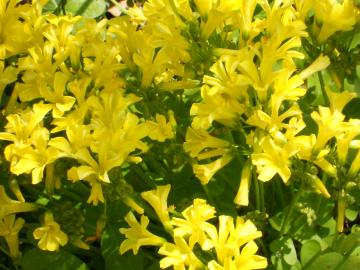 �I�L�U���X���JU+2665