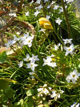 �n�i�j���ƃt���[�W�A��