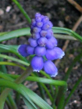 ���X�J��