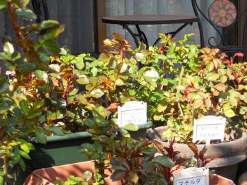 �o���c�̐V�肪�����悭�������閈��