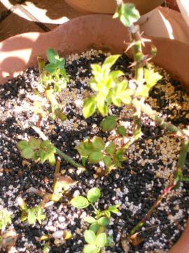 �}���؃A���J���g��