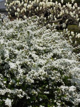 ���J�̃��N�����Ɛ��