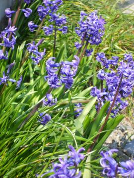 ���F�̃q���V���X