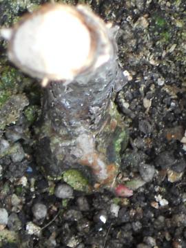 �f���f�B�x�X�̐V��