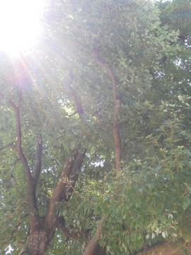 �傫�Ȗ؂̉����猩�グ��������