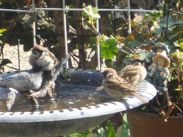 �X�Y���̉�c