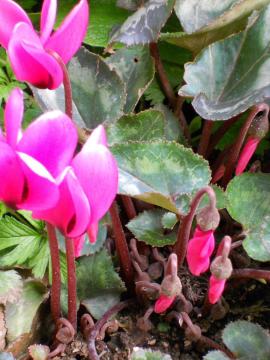 �K�[�f���V�N������