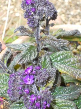 �w���I�g���[�v