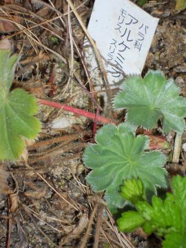 �A���P�~�������X