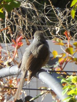 ��A�[�`�̏�ŋk�̎���H�ׂĂ���q���h��