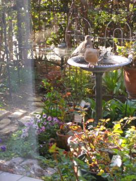 �v���Ԃ�̃n�g�y�A