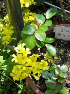 �X�g���x���[�A�C�X