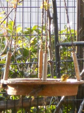 ���W���̍s��