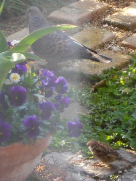 �n�g�ƃX�Y��