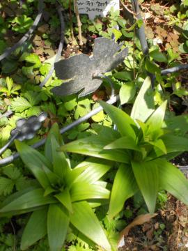 �J�T�u�����J