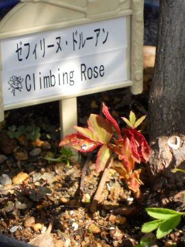 �h���[�A���̐V��