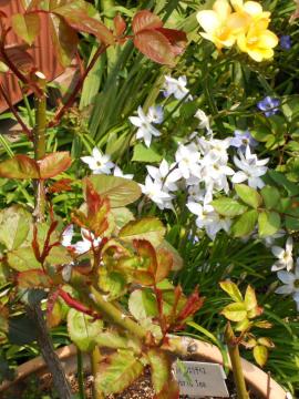 �N�C�[���G���U�x�X�̎���