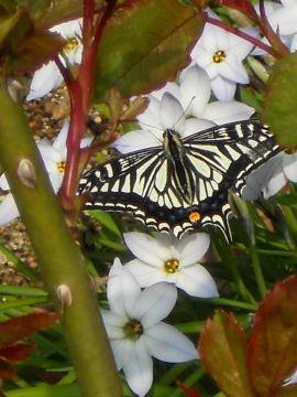 �܂��ʂ̉Ԃ�