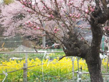 �؂̉Ԕ��ƍ�