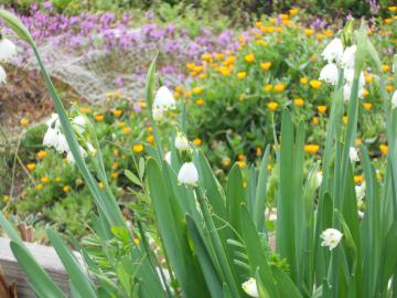 �X�m�[�h���b�v