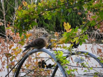 ��������Ȃ����̃n�g