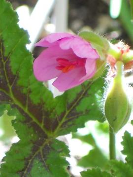 ����[���j�E��