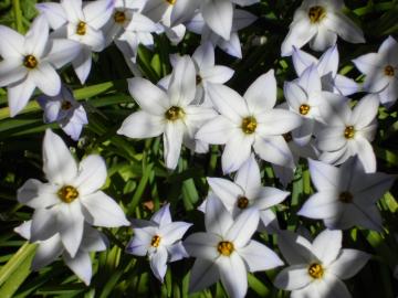 ���J�̃n�i�j���I