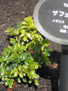 �U�t�F�A���[