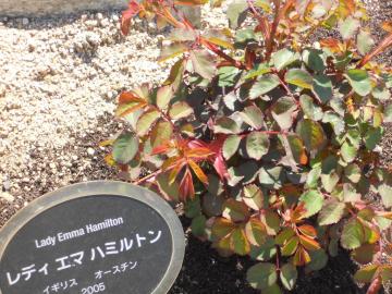 ���f�B�E�G�}�E�n�~���g��